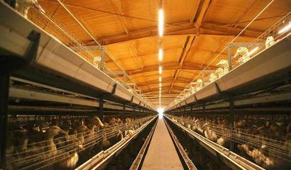 華英農(nóng)業(yè)榮獲首批國家級農(nóng)業(yè)高質(zhì)量發(fā)展標(biāo)準(zhǔn)化示范基地稱號(hào)，畜牧漁業(yè)飼料銷售邁向新篇章