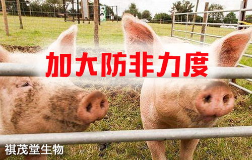 筑牢生物安全屏障 抓實關鍵措施，防控重大疫病，保障畜牧漁業飼料銷售穩定